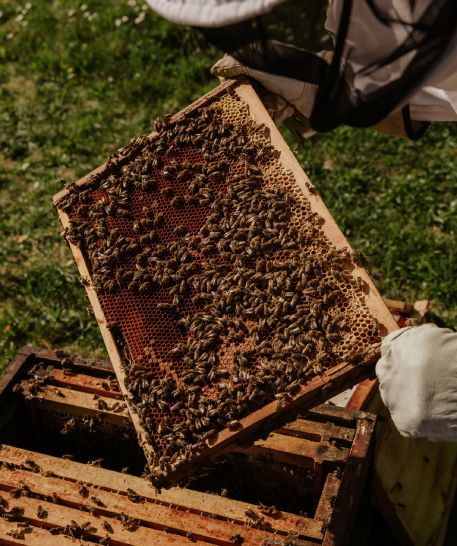 111-44-miel-del-moncayo-ecologica-natural-tashumancia-abejas-2 Miel Gourmet del Moncayo